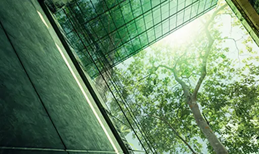 Green tree between buildings