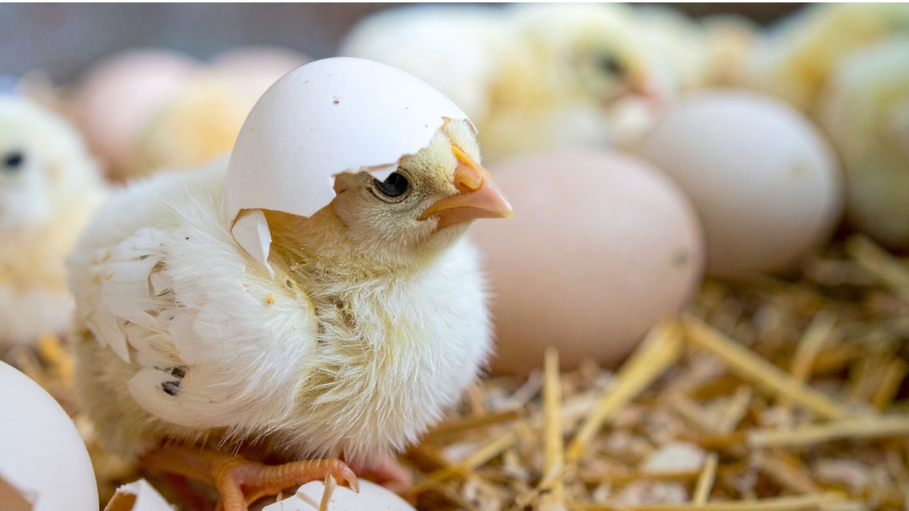 Modular Feedback's First Blog Post