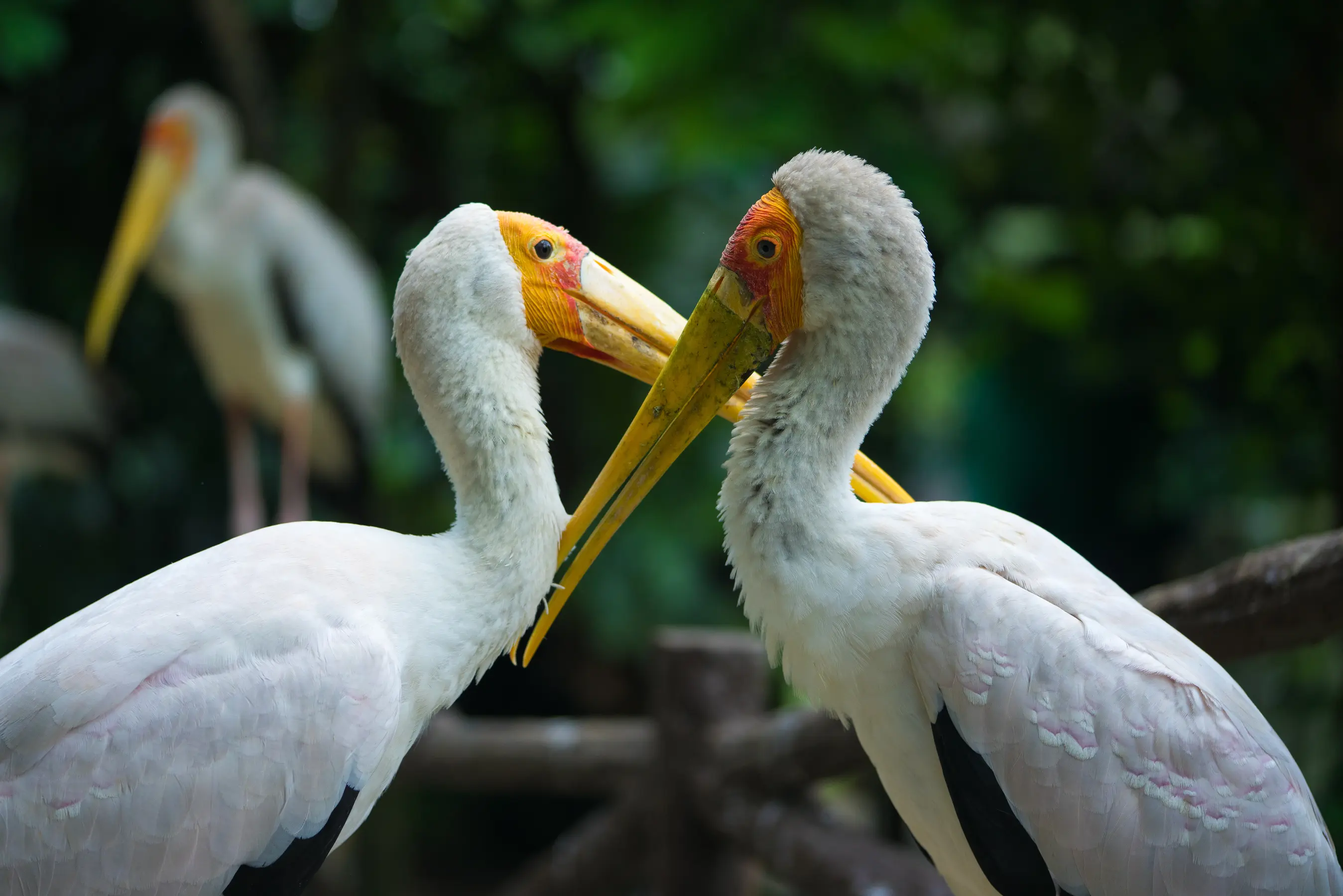 Milky Stork (Mycteria cinerea)