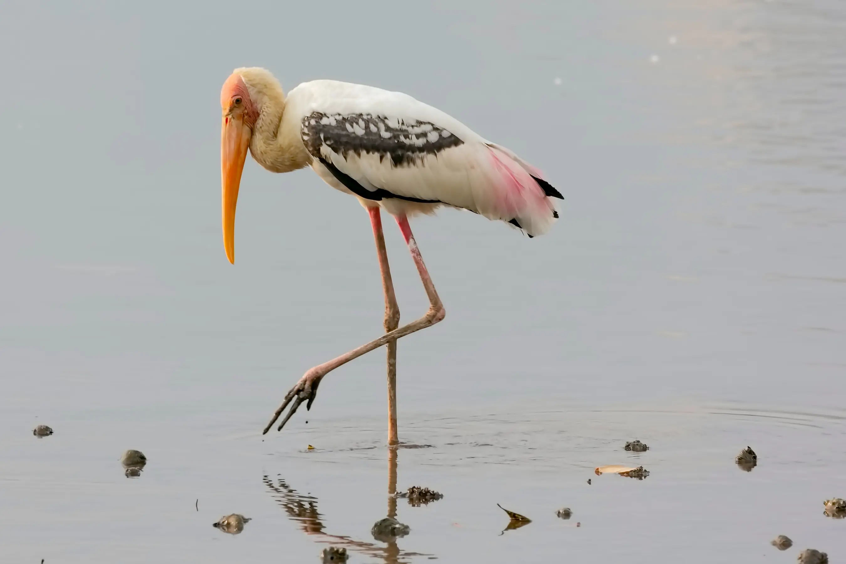 Painted Stork (Mycteria leucocephala)