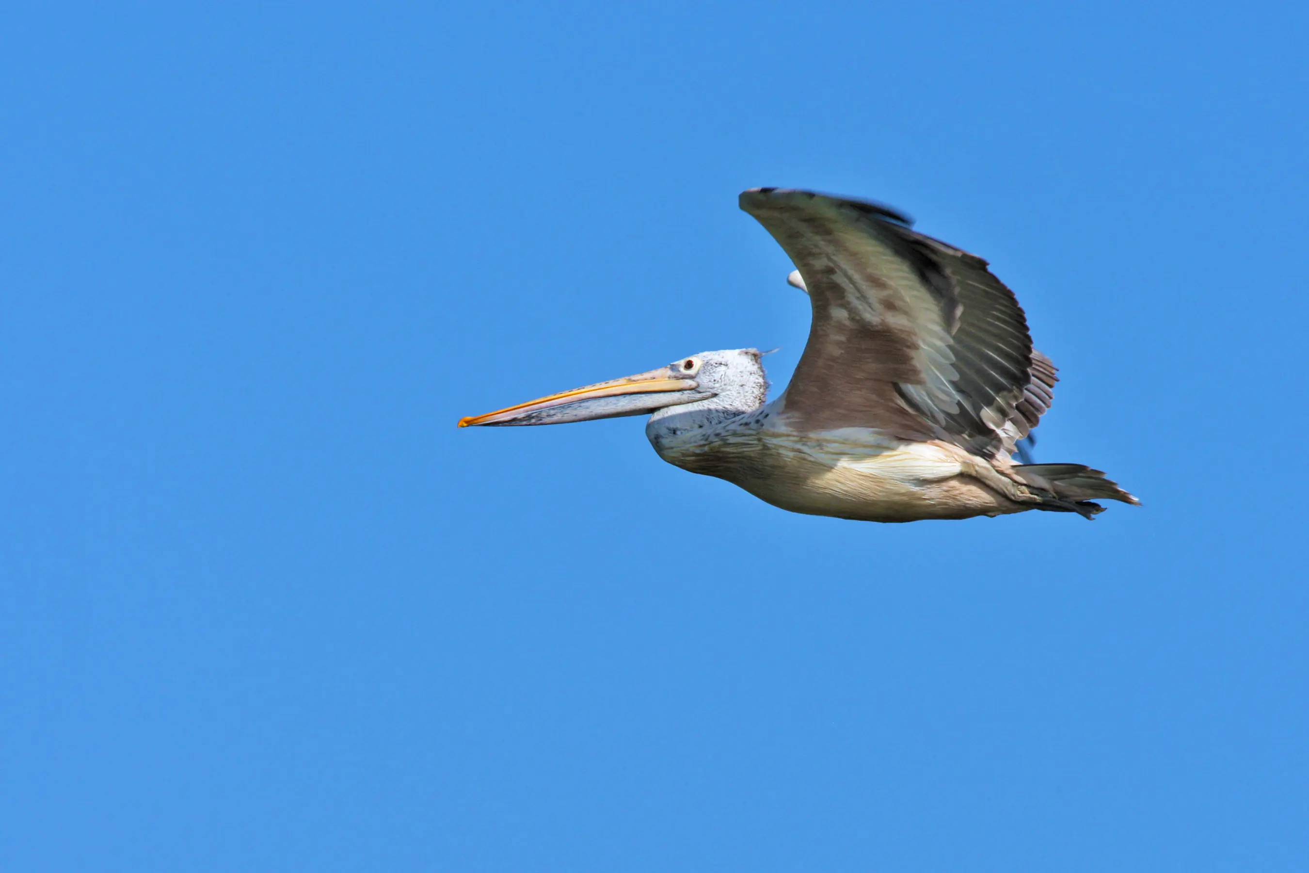 Spot-Billed Pelicans (Pelecanus philippensis)
