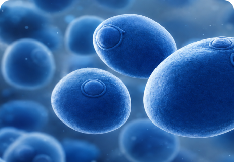 Nahaufnahme blauer, kugelförmiger Zellen, möglicherweise Hefe, mit strukturierter Oberfläche vor einem blau verlaufenden Hintergrund, die eine mikroskopische Ansicht zeigt.