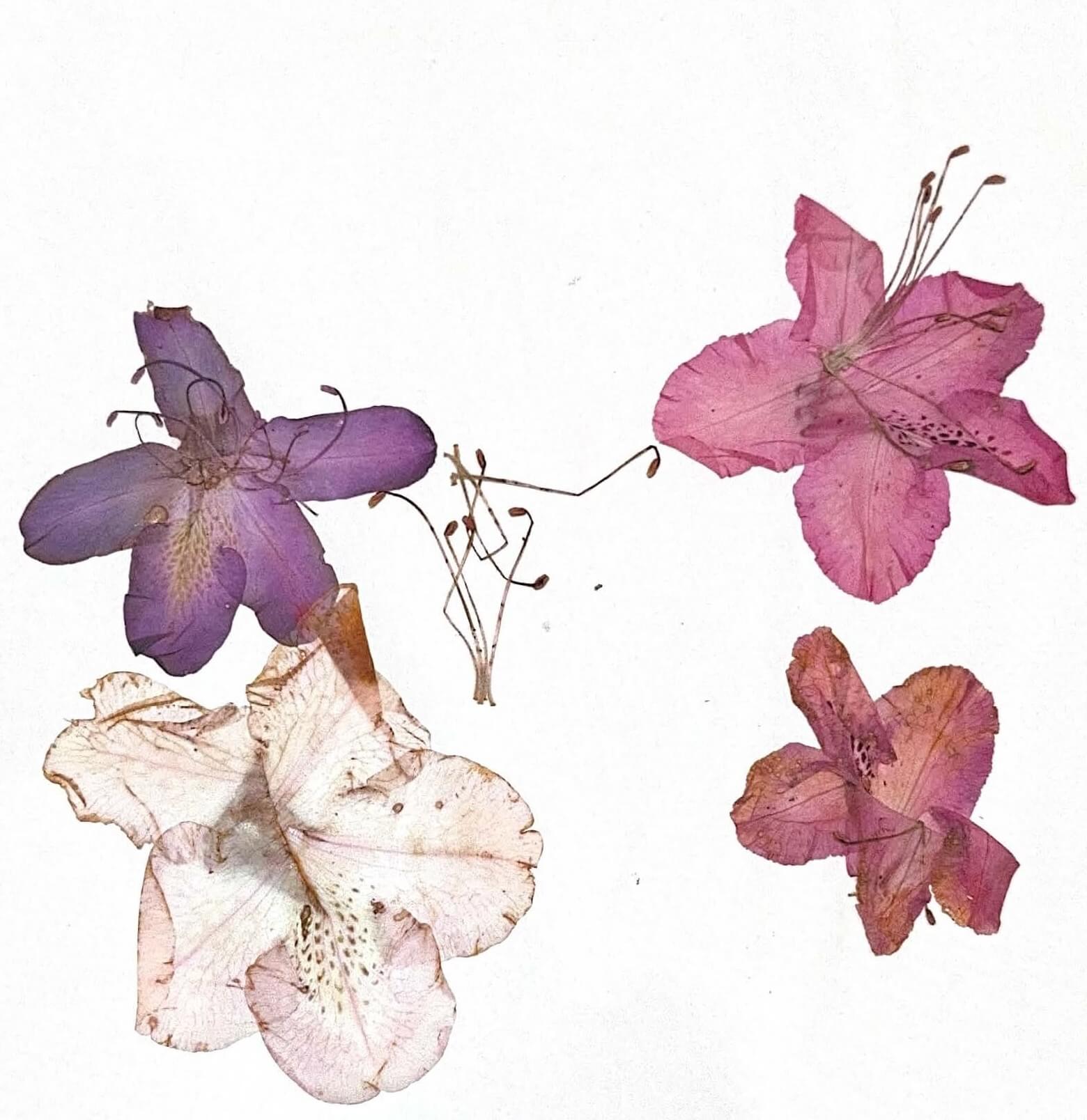 may, pressed flowers