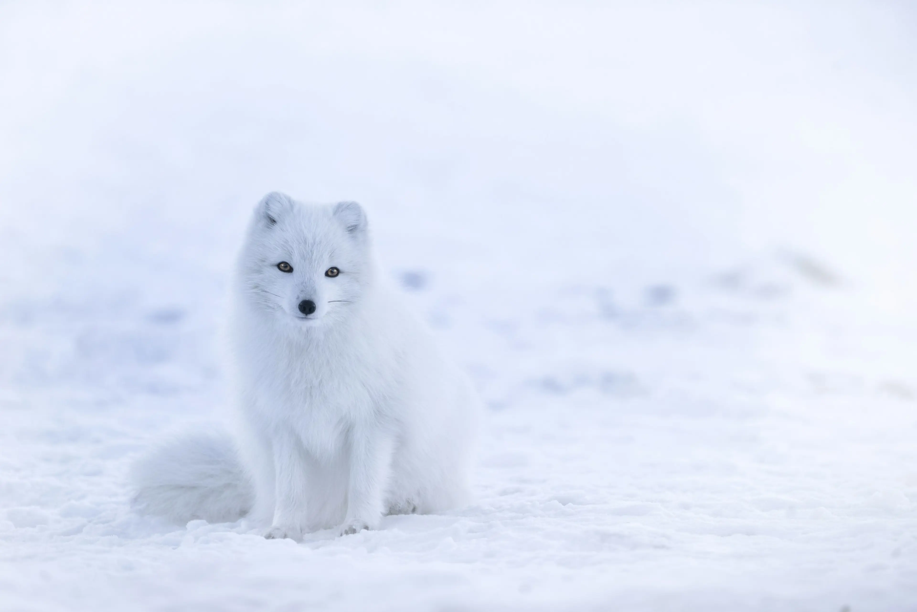 Fjällräv i snö