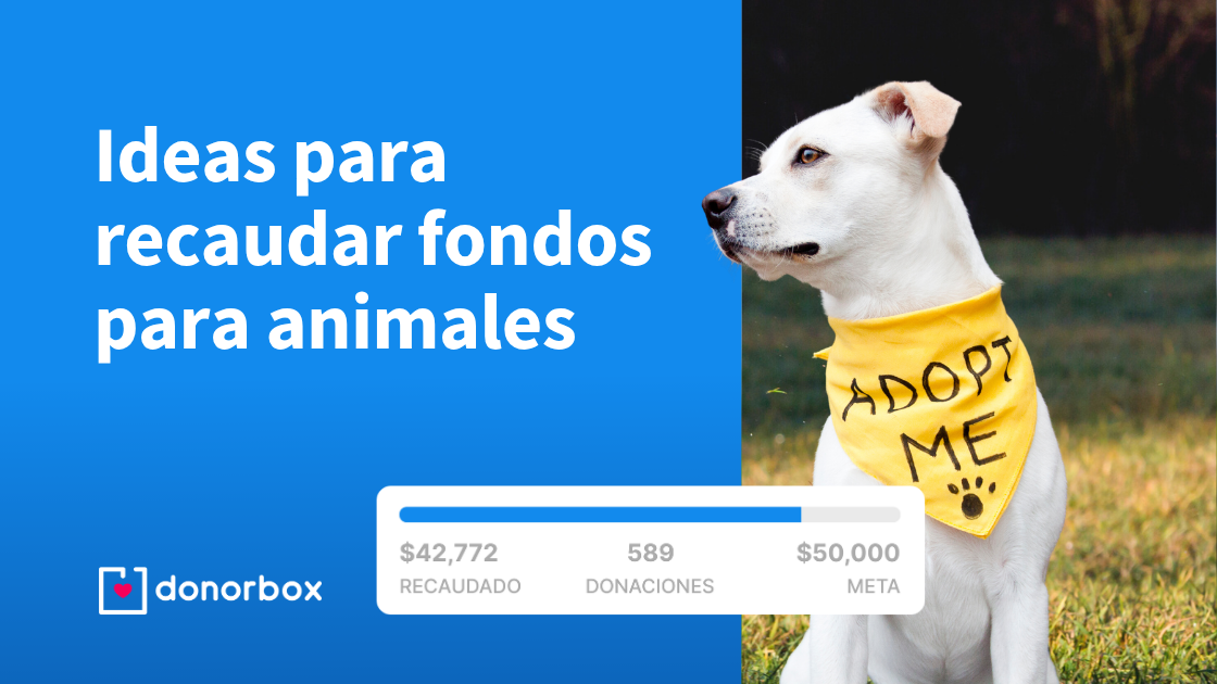 ideas para recaudar fondos para mascotas