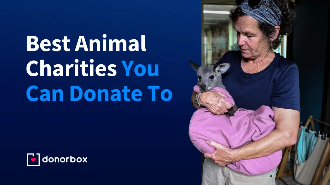 Woman holding a small animal wrapped in a pink blanket. Text reads, "Best Animal Charities You Can Donate To." Donorbox logo at the bottom.