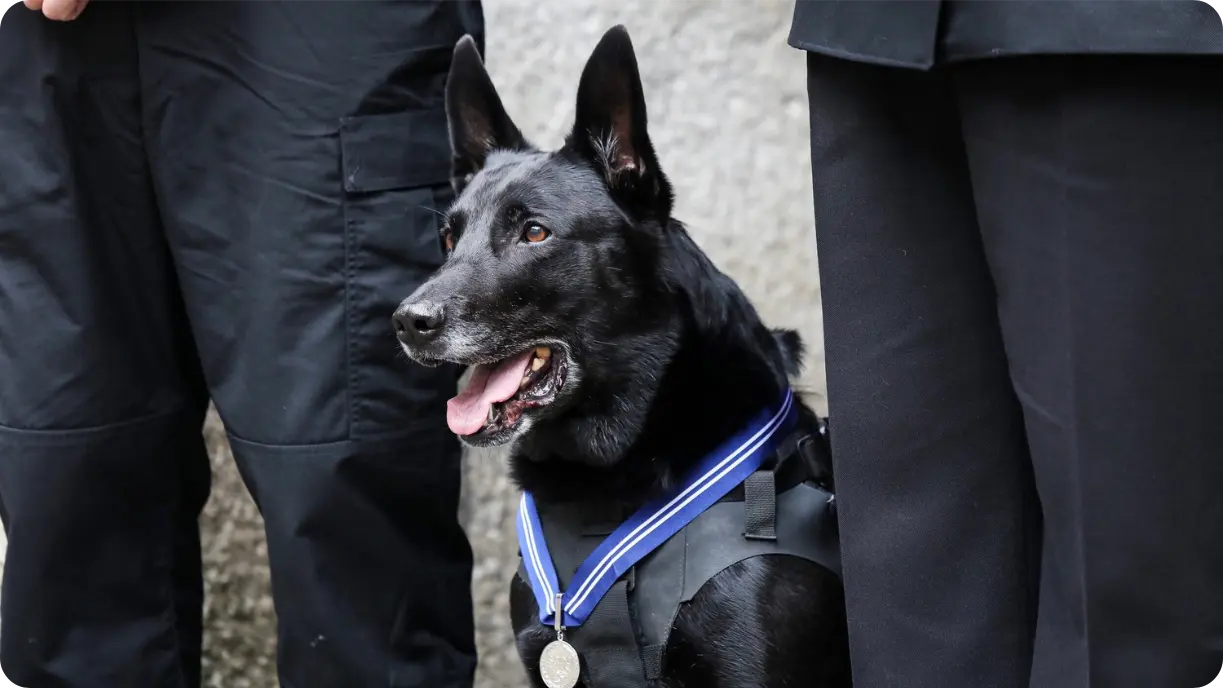 Black German Shepherd police dog wearing a blue medal ribbon and tactical vest, standing between two officers in black uniforms