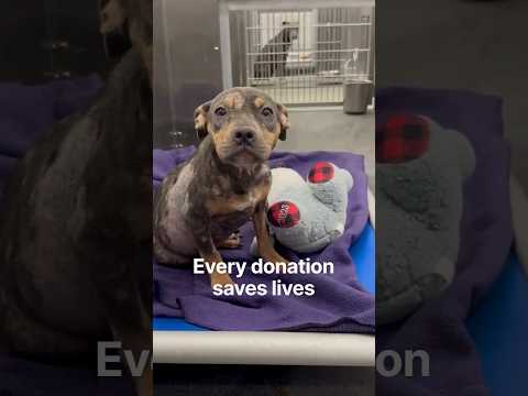 A puppy sits in a kennel on a purple blanket next to stuffed toys. Text reads, "Every donation saves lives."