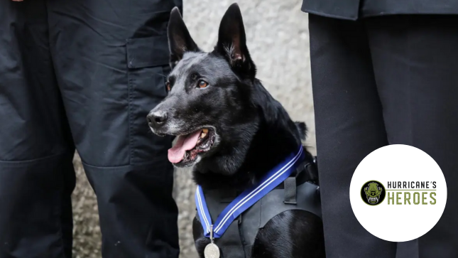 A black dog wearing a medal and harness stands between two people. Logo with "Hurricane's Heroes" text on the right.