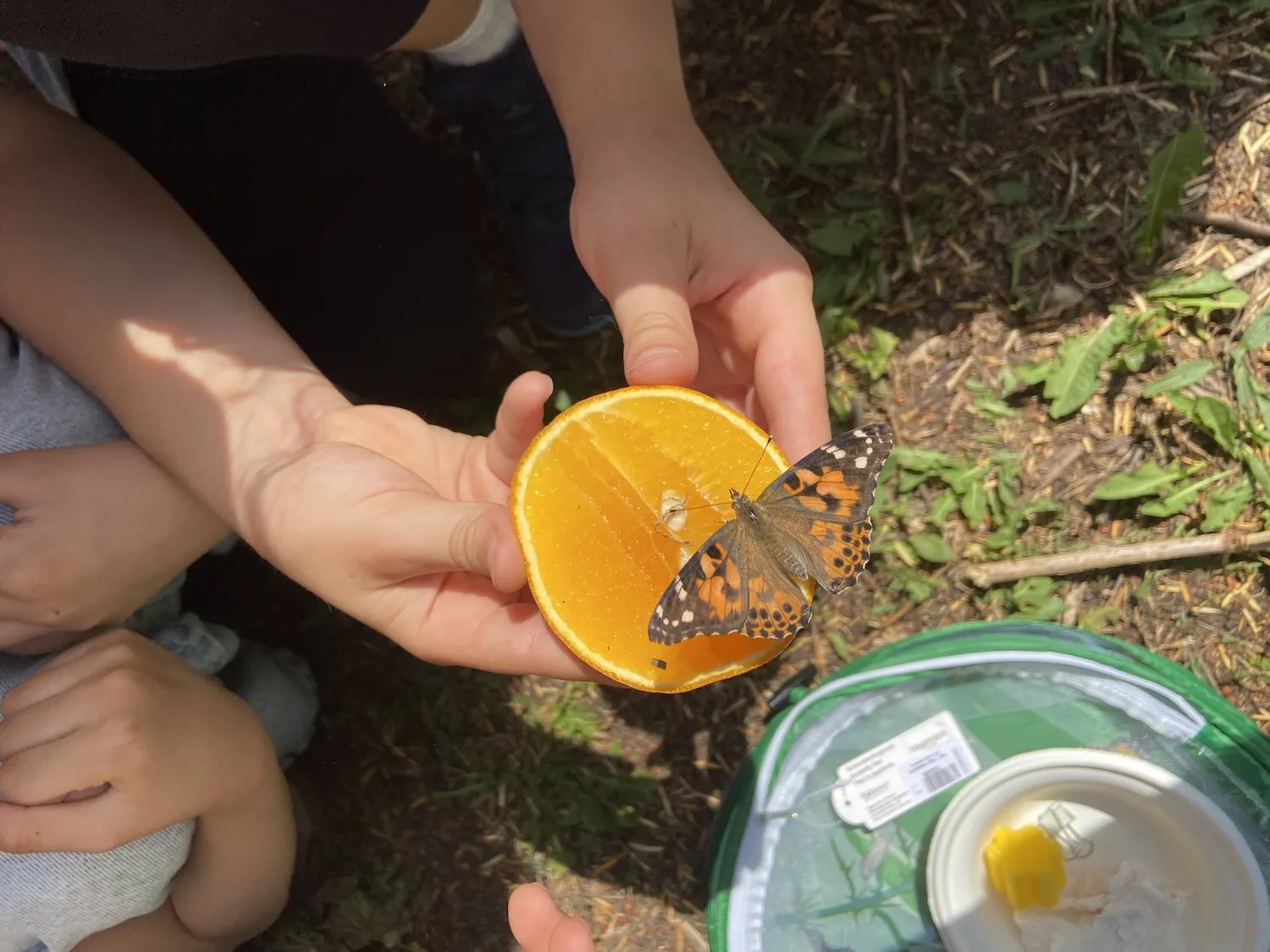 Kinderhände halten eine Orangenhälfte auf der ein Schmetterling sitzt.