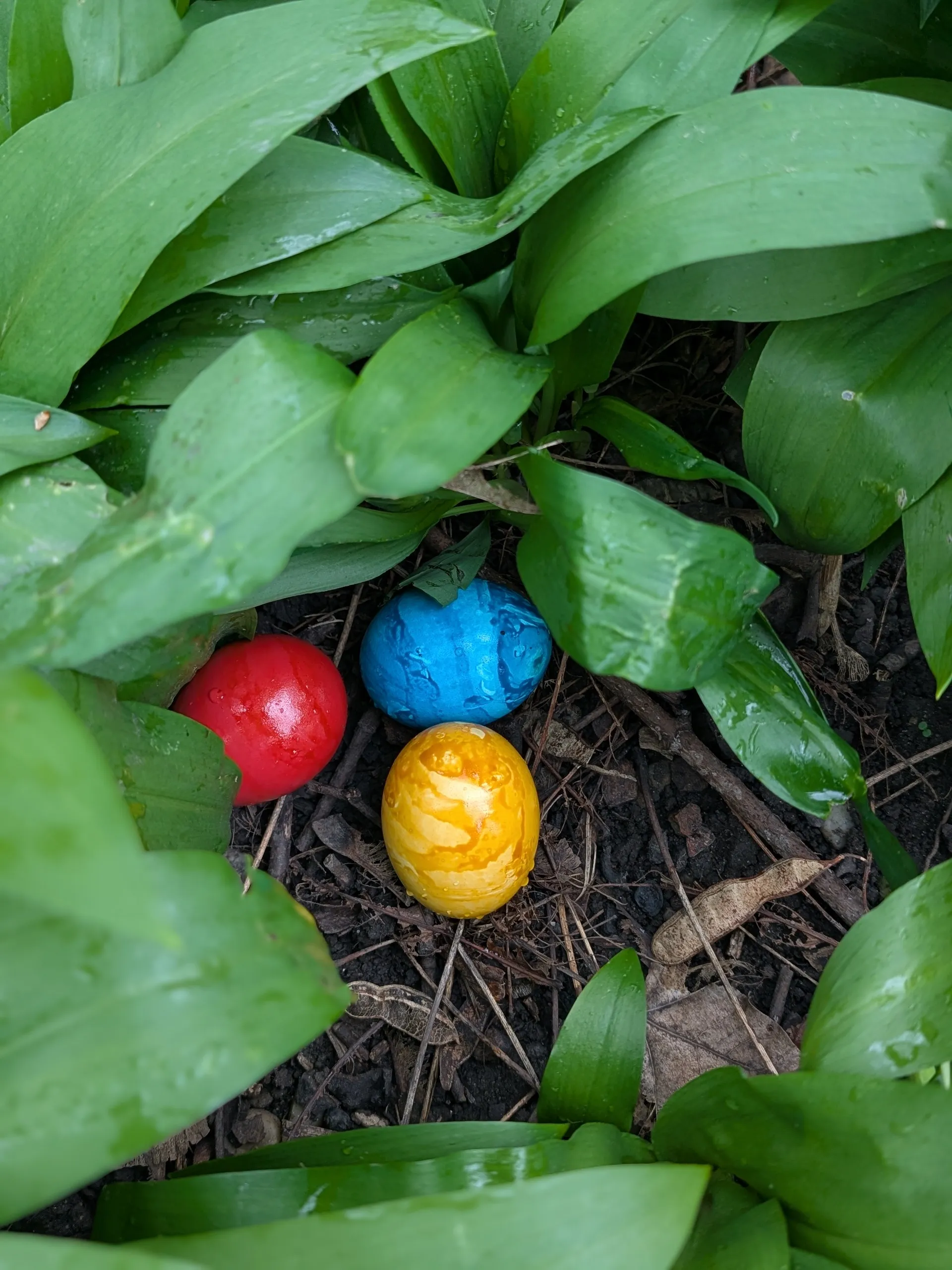 ein rotes, ein blaues und ein gelbes Osterei zwischen sattgrünen Bärlauchblättern versteckt