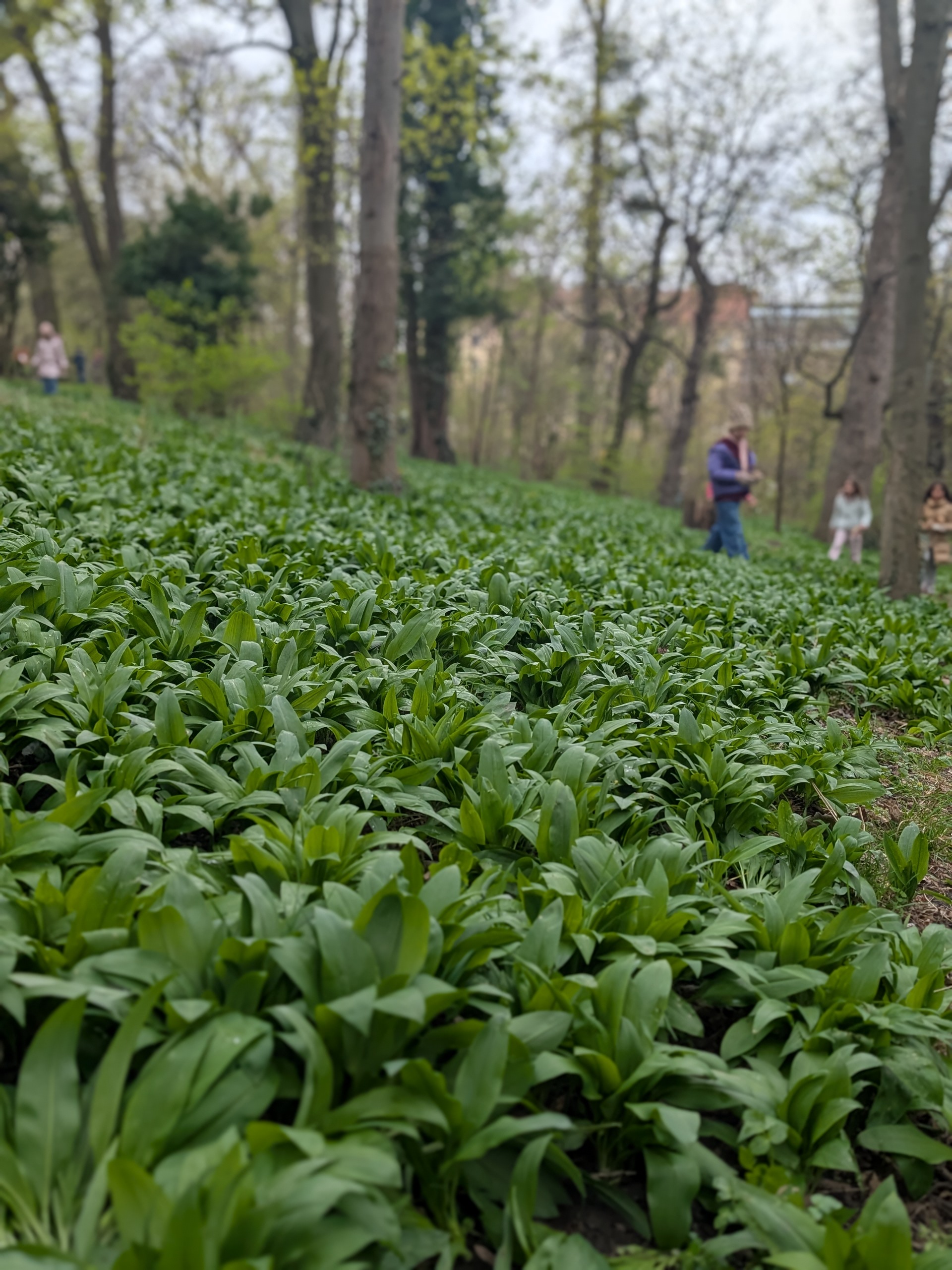 ein mit Bärlauch bedeckter Waldboden