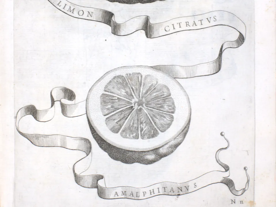 barocker Kuperstich der Amalfi-Zitrone