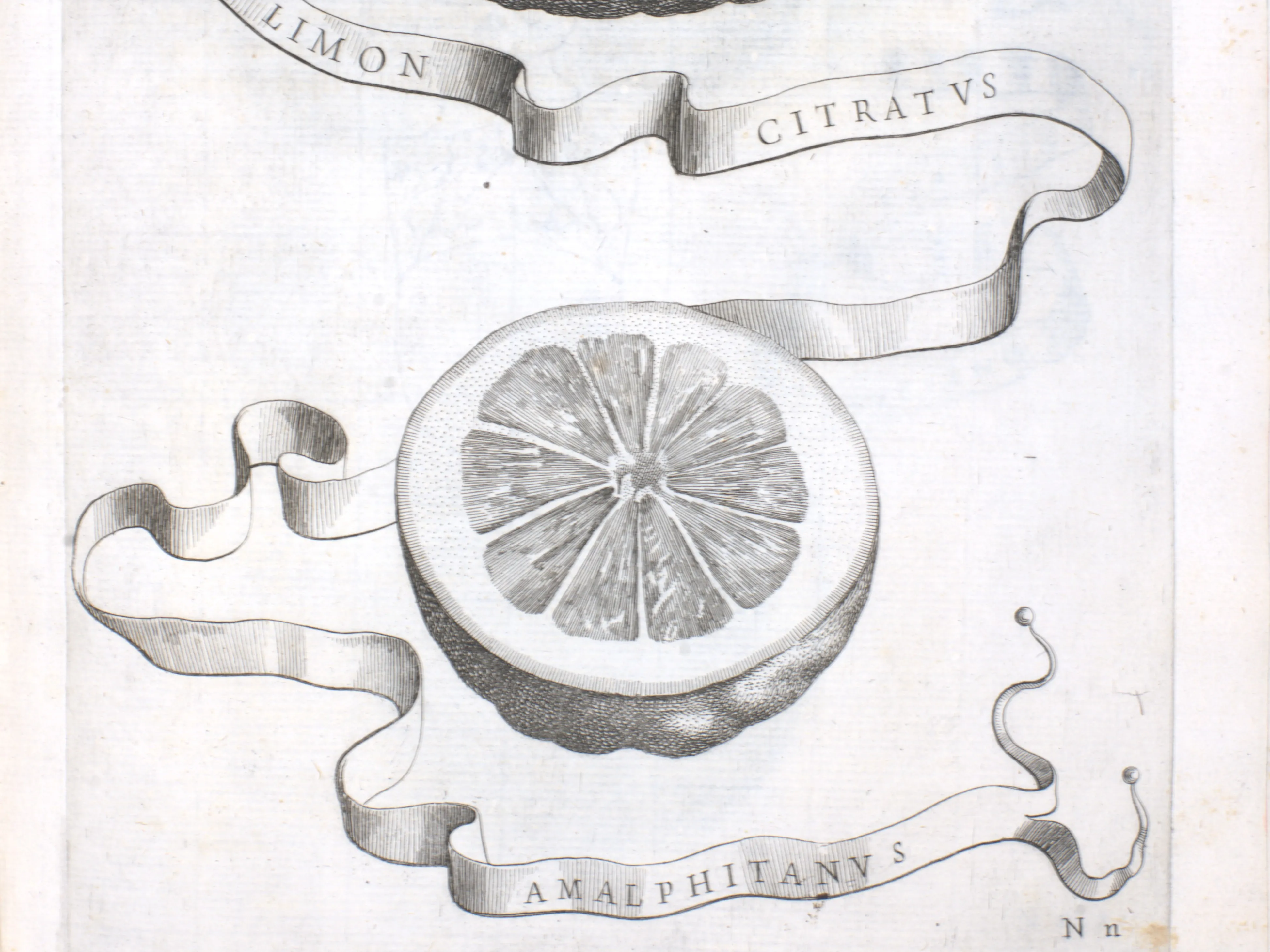 barocker Kuperstich mit einer Amalphi-Zitrone