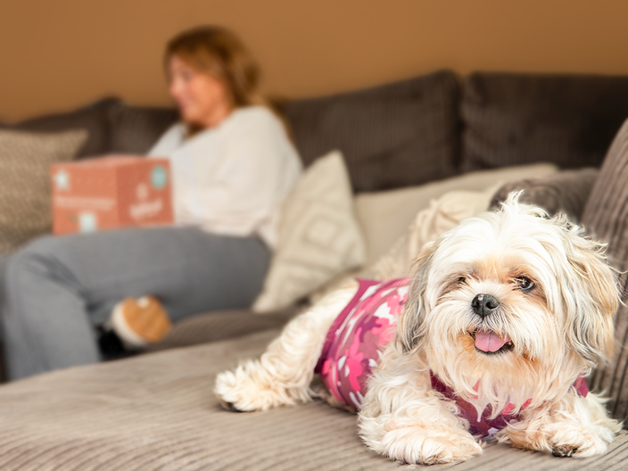 A small dog in a pink outfit lies on a couch, with a person blurred in the background holding a box.