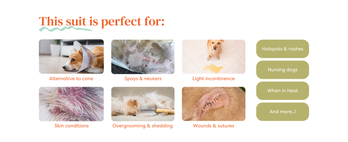 Infographic showing a dog recovery suit's benefits, including post-surgery use, dermatitis, and wound care. Lists suitability for hotspots and nursing dogs.