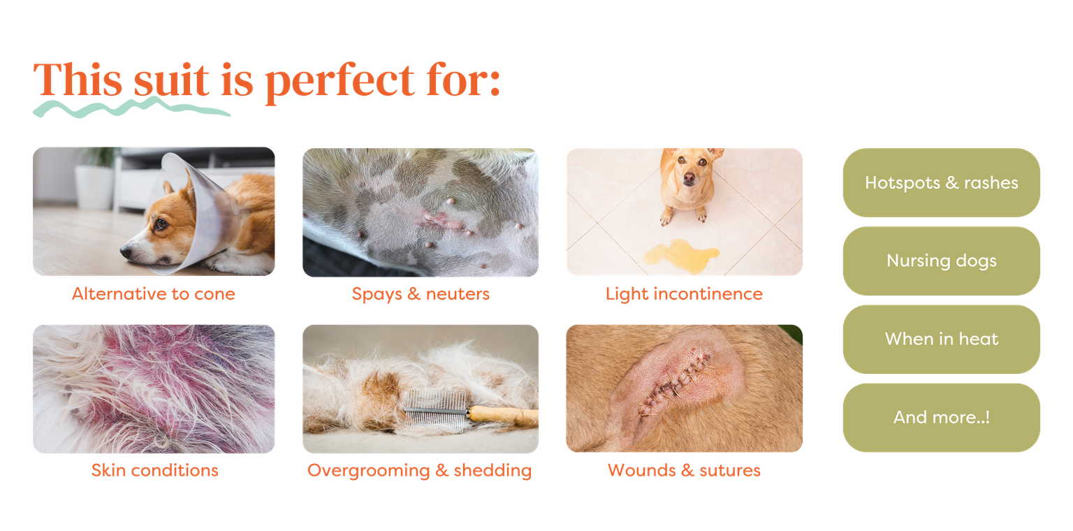 Suitical – Happy pet, happy life! Recovery Suit for Dogs – Comfortable ...