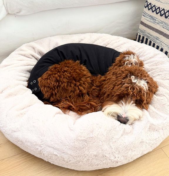 Expected healing time and general recovery processes in dogs