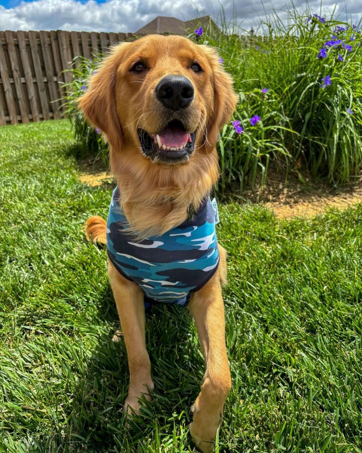 golden-retriever-dog-blue-camo-recovery-suit-suitical