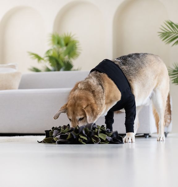 Mental stimulation and brain games during your dog’s recovery