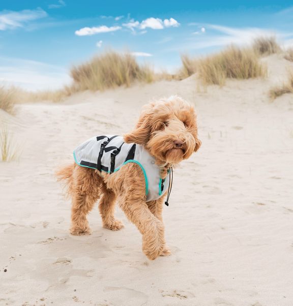 Road trip with your dog