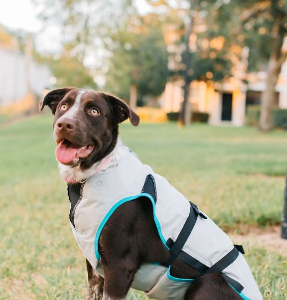 Comfortable recovery for every type of dog and cat