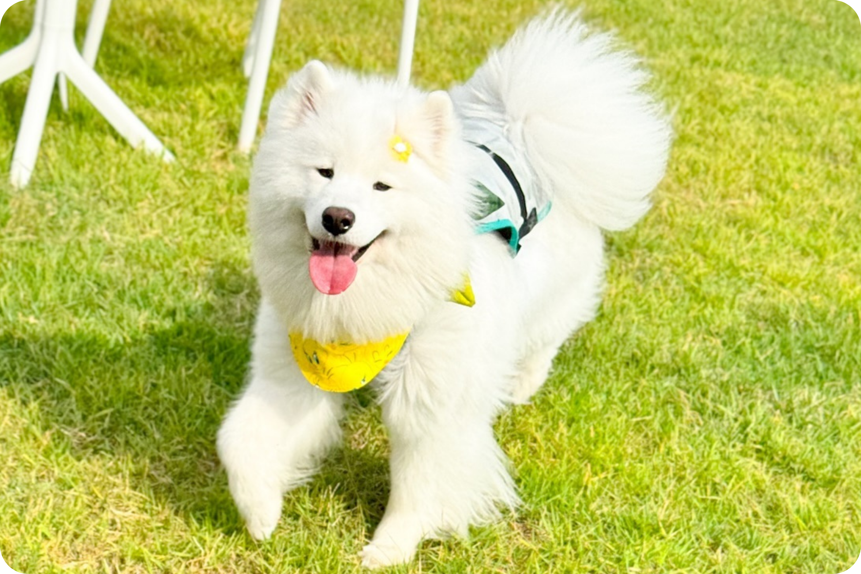 suitical-dry-cooling-vest-white-dog-outside-long-fur