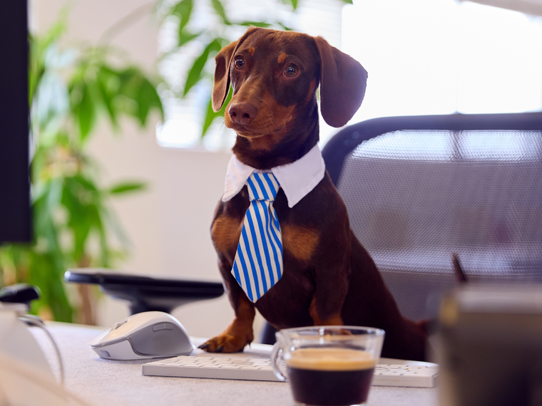 suitical-customer-service-dog