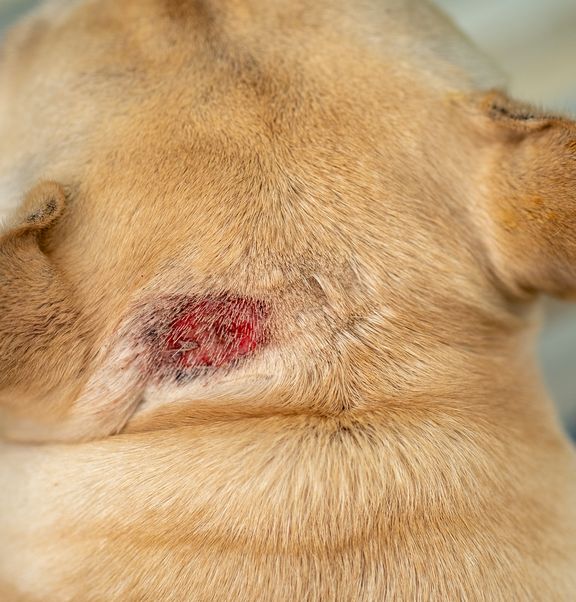 Premiers secours pour les blessures des animaux