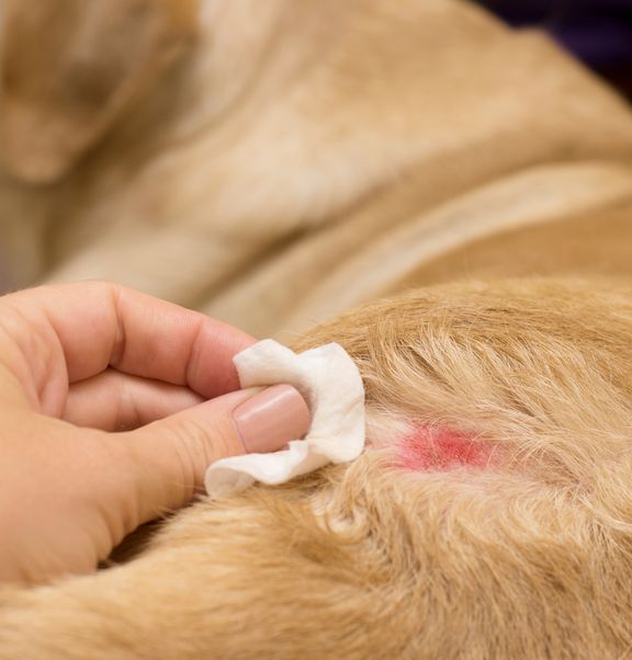 Wound care for dogs and cats after accidents: the basic guide