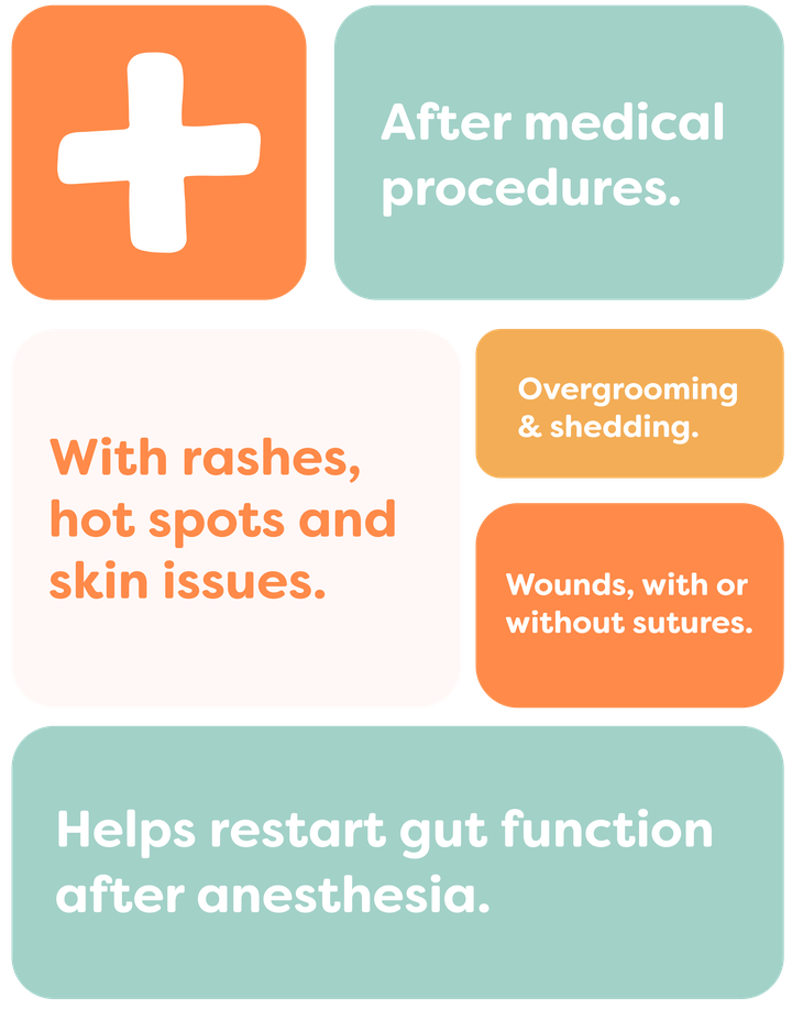 Infographic with healthcare topics: medical procedures, skin issues, overgrooming, wounds, and gut function post-anesthesia.