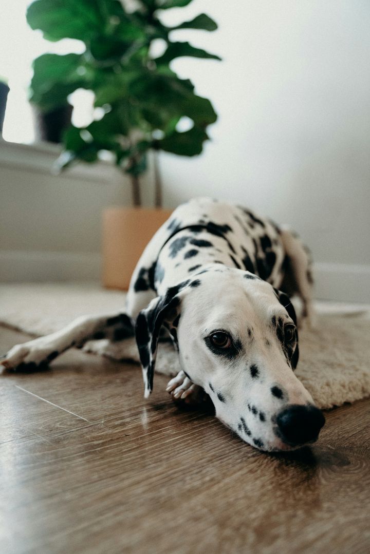 dog-dalmation-sad-looking-laying-ground