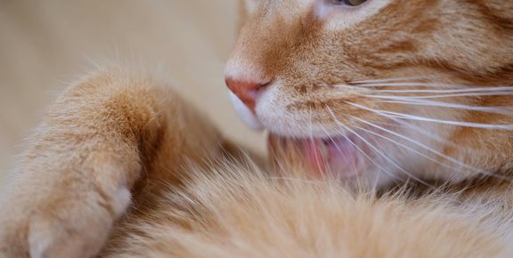 Hautprobleme bei Katzen