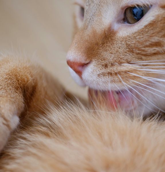 Hautprobleme bei Katzen