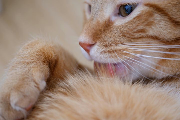 cat-licking-orange-tabby-tongue-snout