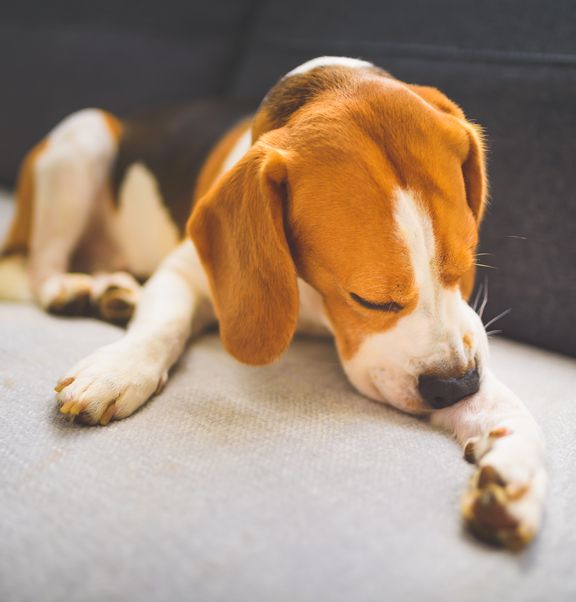 Verhindere, dass dein Hund an seinen Beinen leckt