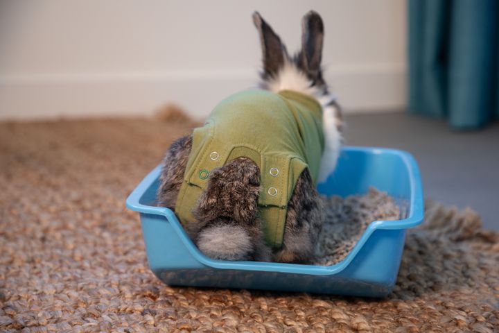 A rabbit in a green shirt sits in a blue litter box on a woven rug.