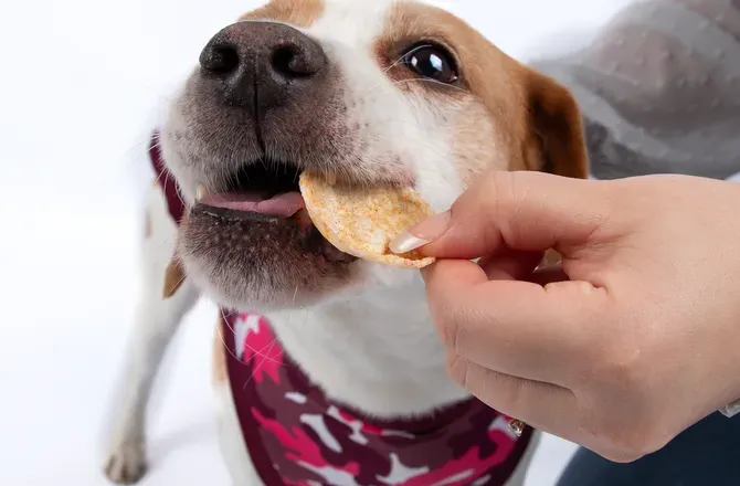 Dog wearing a pink recovery suit eagerly takes a treat from a person’s hand