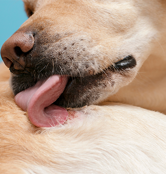 Why do dogs and cats lick wounds and how can you stop it?