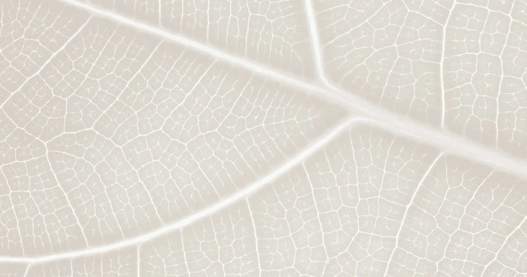 Leaf zoomed in