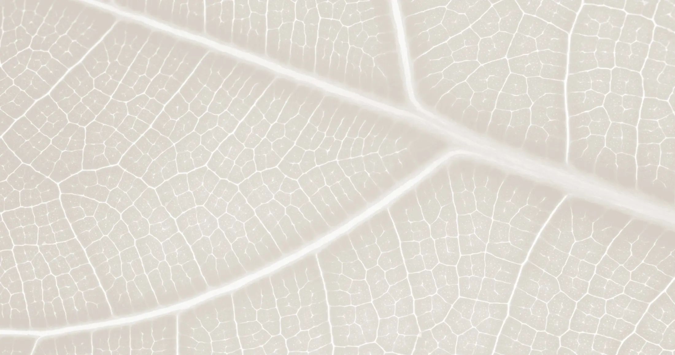 Leaf zoomed in