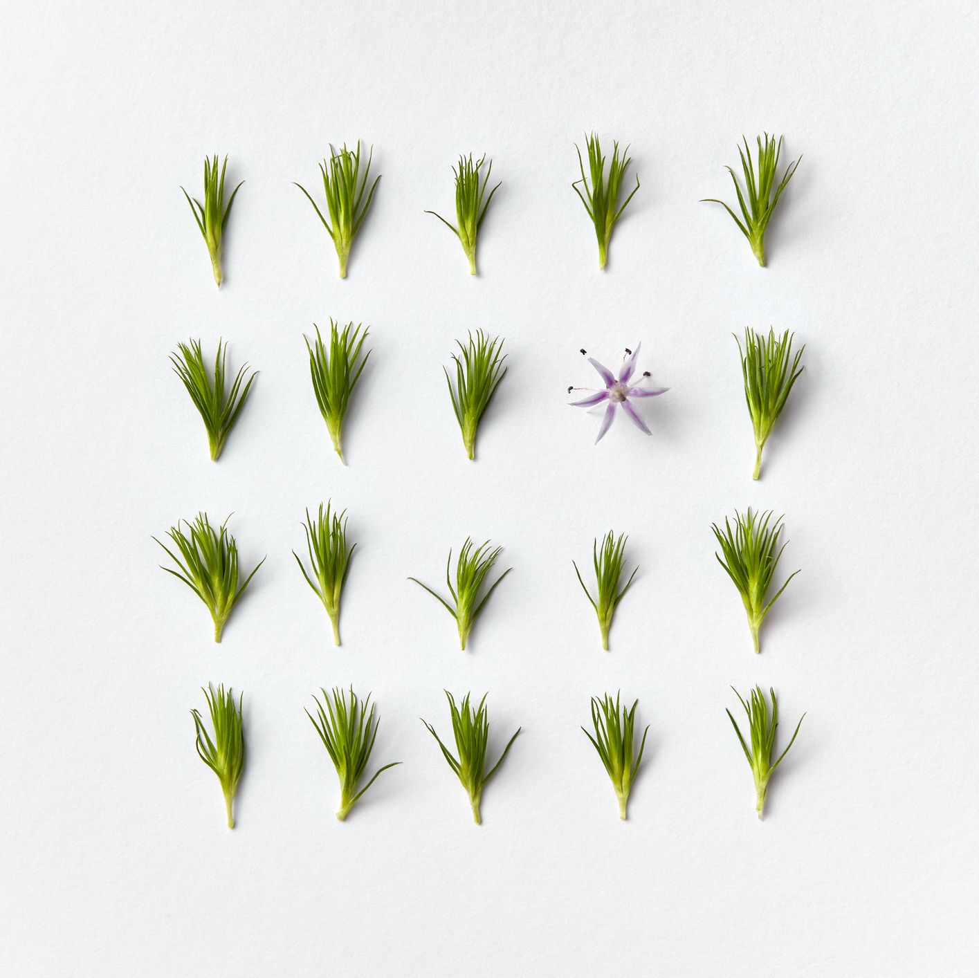 spruce tips