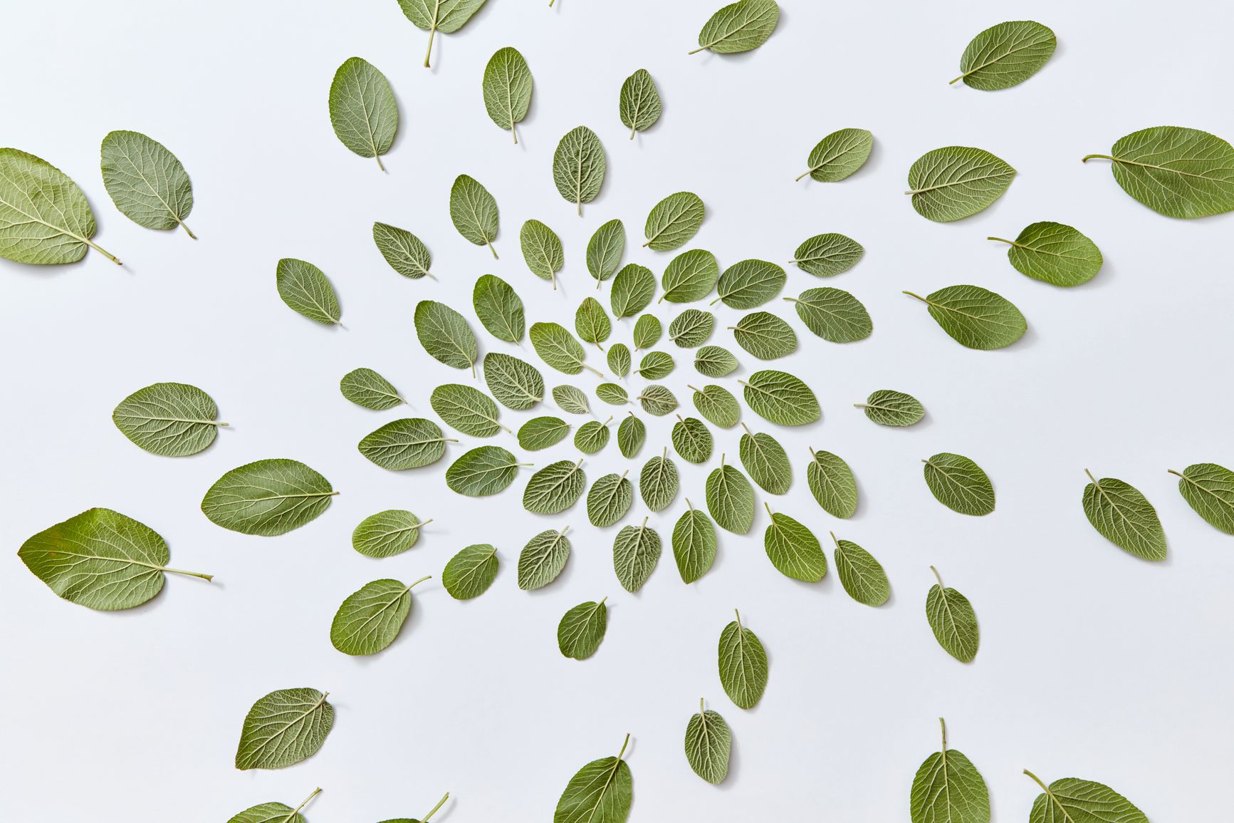 leaves