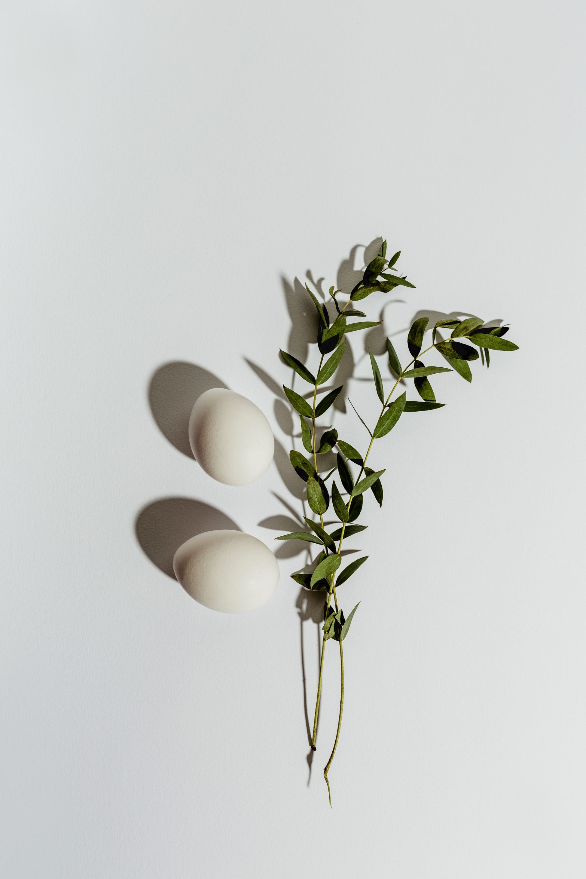 two eggs and two eucalyptus branches