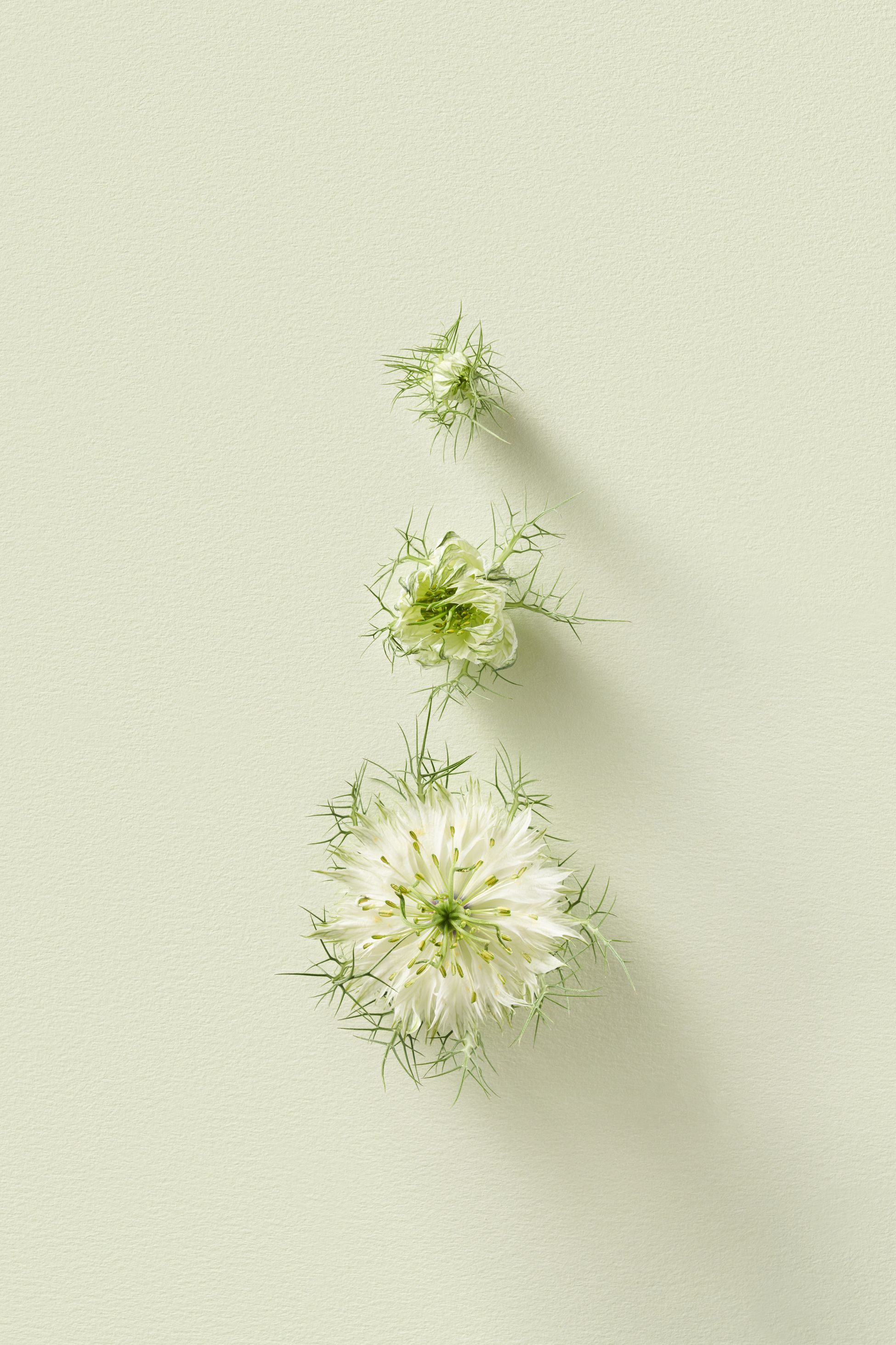 three stages of nigella plant growth