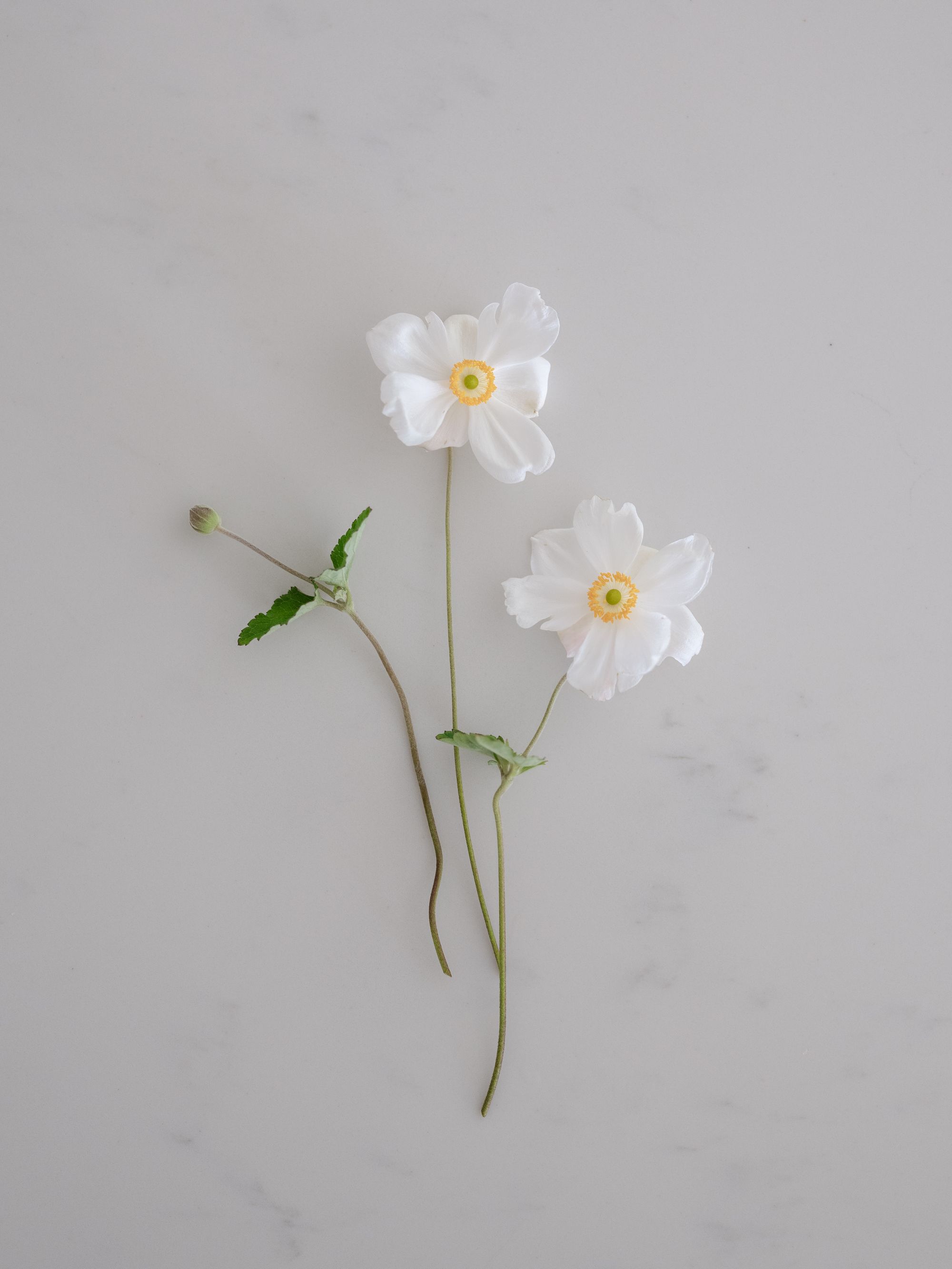 Can Ovarian Cysts Cause Infertility?