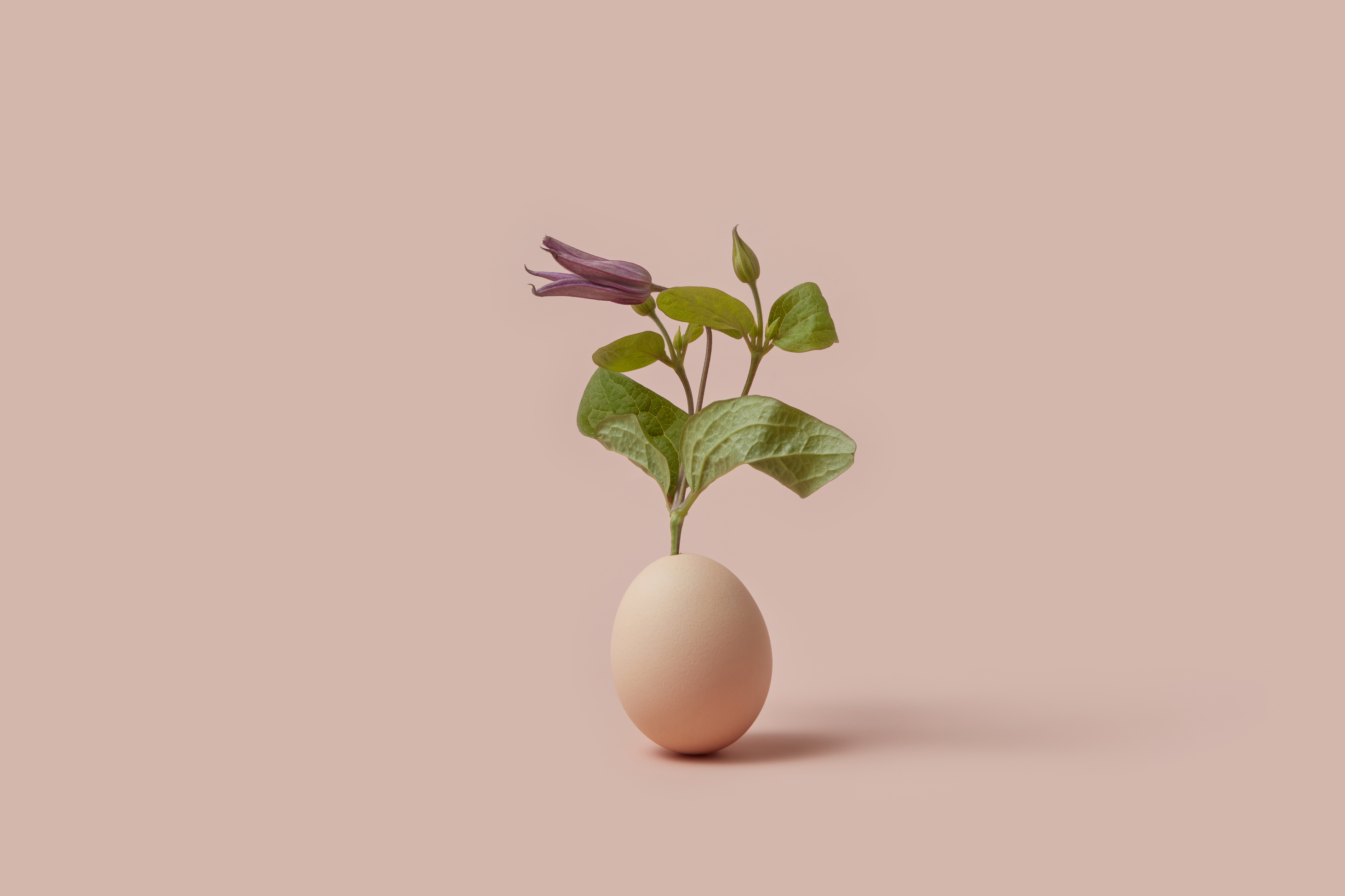 brown egg with small green and purple plant growing out of it