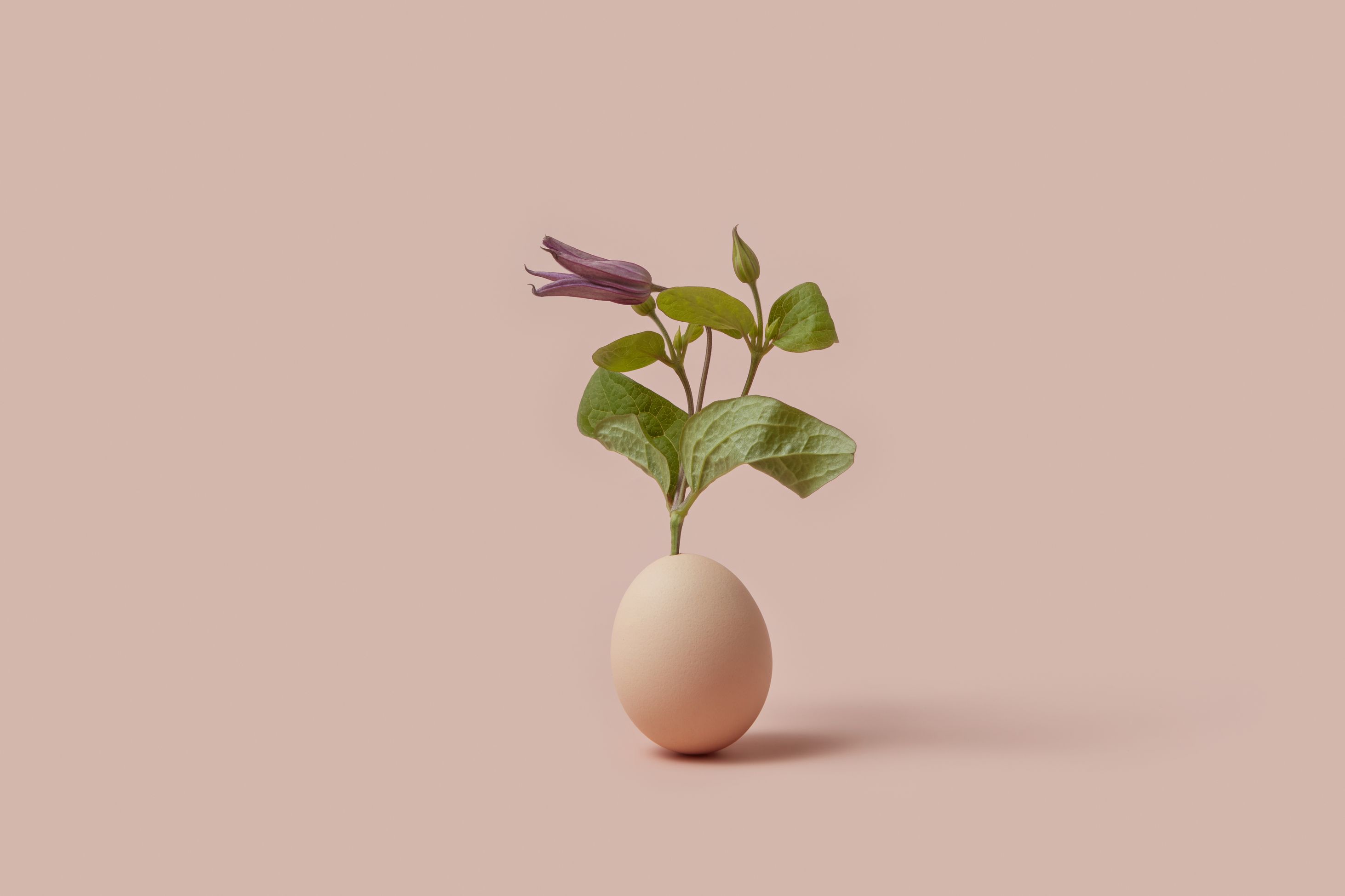 brown egg with small green and purple plant growing out of it