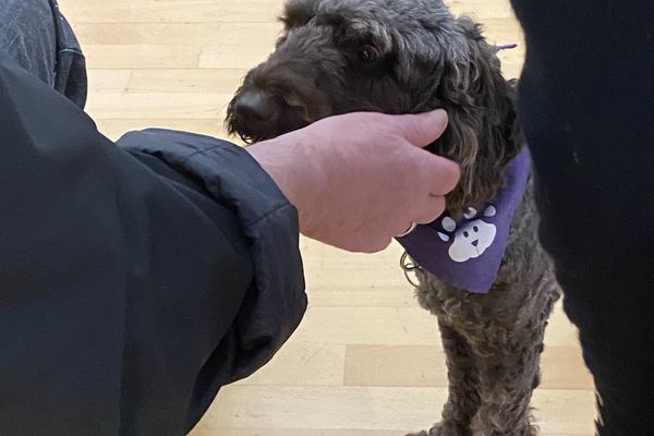 A hand gently pets a dark, curly-haired dog wearing a purple bandana with a white paw print, standing on a light wooden floor