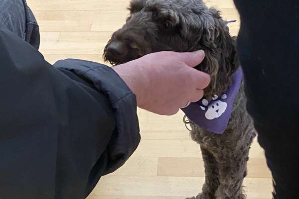 A hand gently pets a dark, curly-haired dog wearing a purple bandana with a white paw print, standing on a light wooden floor